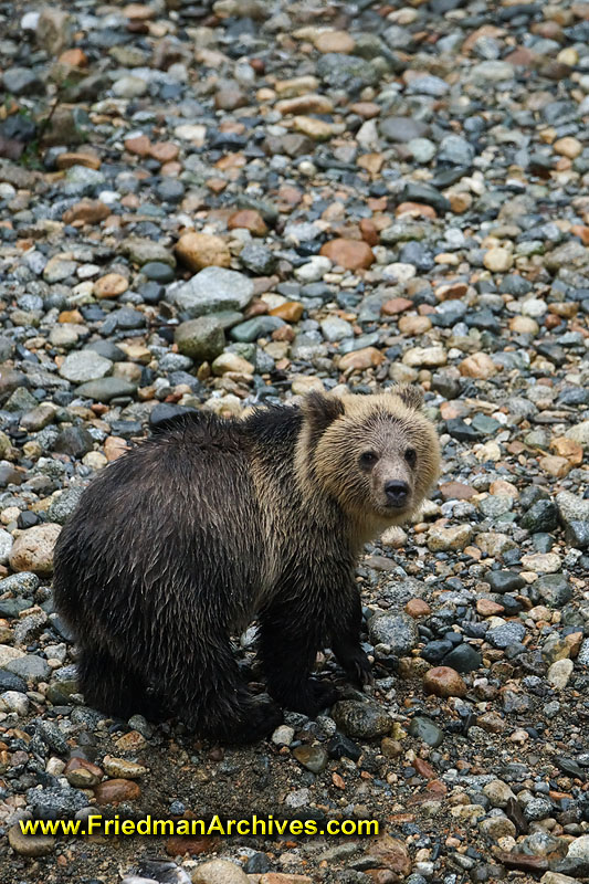 bear,bears,nature,wild,brown,wild,fuzzy,hairy,